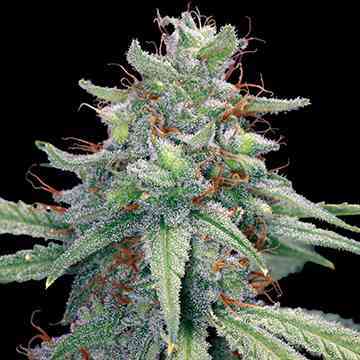 Blueberry Cheese > Barney`s Farm | Feminized Marijuana   |  Indica
